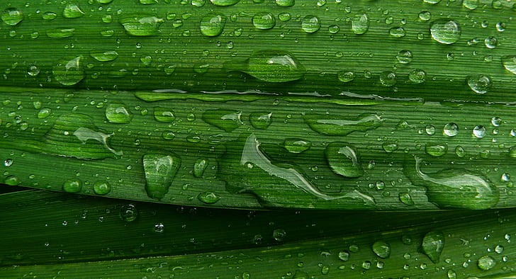 water droplets on green leaf, Raindrops, panasonic, macro, close up, HD wallpaper