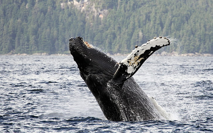 Humpback whale, Alaska, water, Chatham Strait, humpback whale long-armed, HD wallpaper