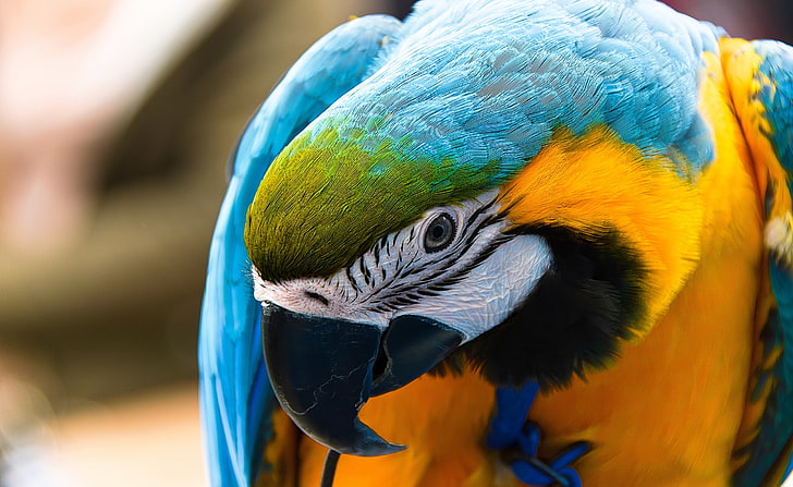Parrot Ara Ararauna, Blue-and-yellow Macaw, Animals, Birds, Colorful, HD wallpaper