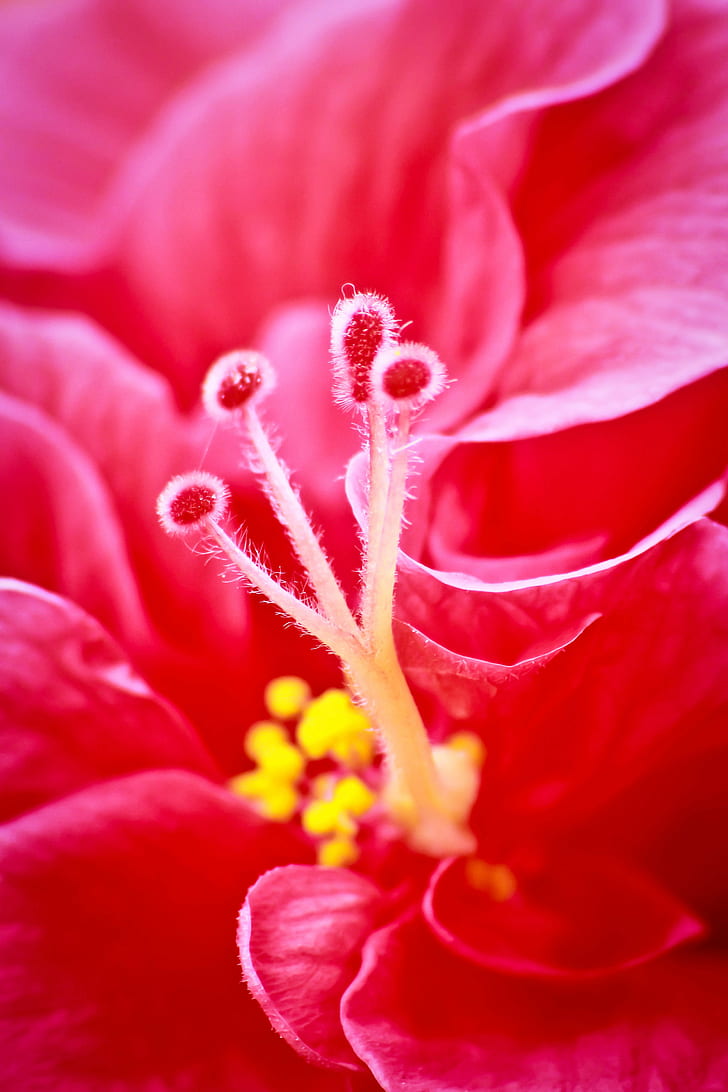 close up photo of red flower, nature, plant, close-up, petal, HD wallpaper