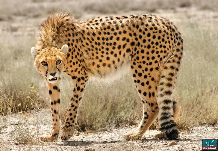 Iran, Cheetahs, Animals, Look