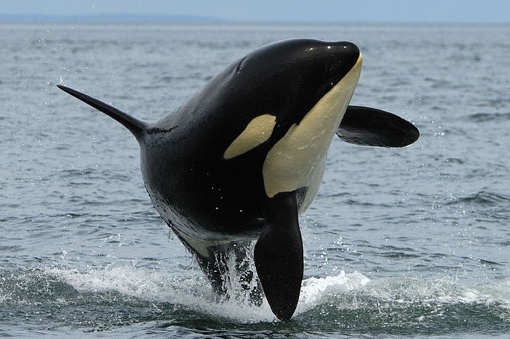 orca, animals, sea, water, animals in the wild, animal themes