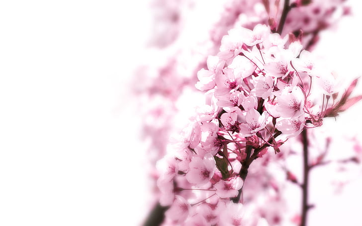Cherry Blossom Flower Tree HD, cherry blossoms, nature, HD wallpaper