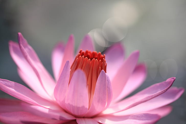 pink and red flower, water lily, nymphaea, water lily, nymphaea, HD wallpaper