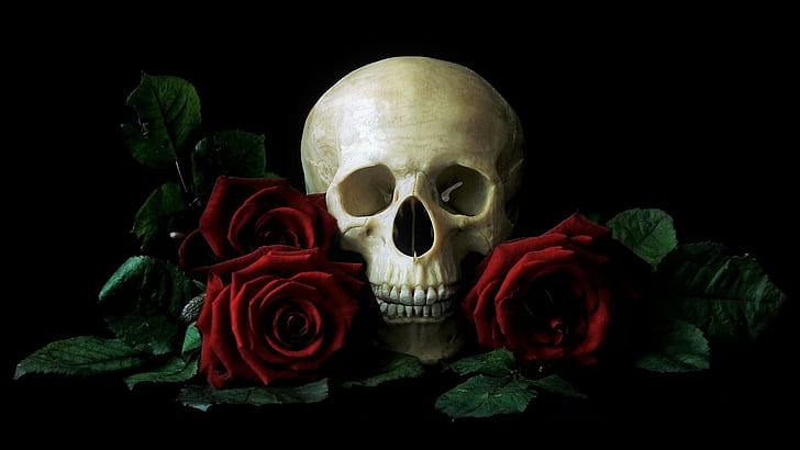 Dark, Skull, Red Rose, Still Life, HD wallpaper