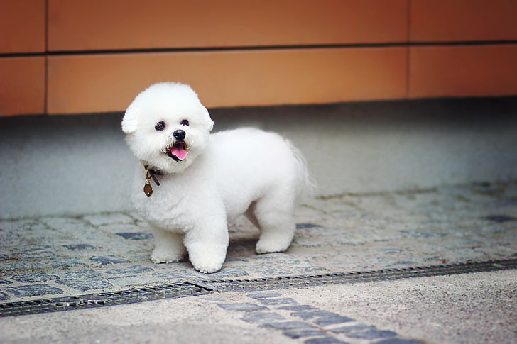 Hd Wallpaper White Bichon Frise Puppy Toy Cute Dog Baby Beautiful Plush Wallpaper Flare