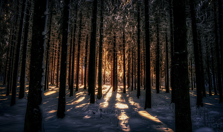pine tree lot, dark, winter, sunlight, snow, trees, nature, forest