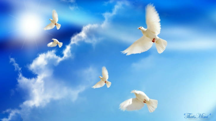 ~*~ Doves Peace ~*~, 5 white feathered bird, blue, clouds, HD wallpaper