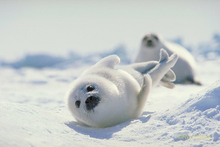 Animal, Seal, Harp Seal, Japan, snow, animal themes, mammal, HD wallpaper