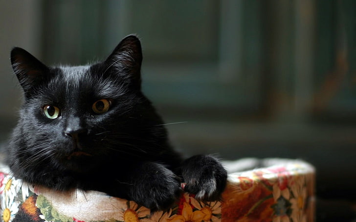 animals, black cats, domestic animals, pets, mammal, domestic cat, HD wallpaper