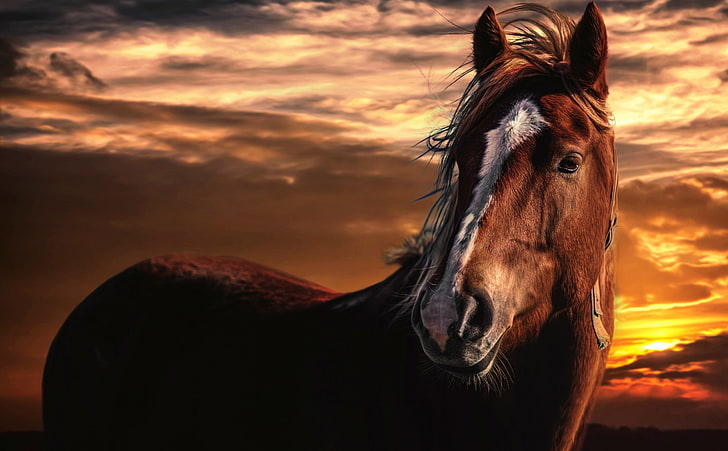 Brown Horse with White Stripe on Face, brown and white horse, HD wallpaper