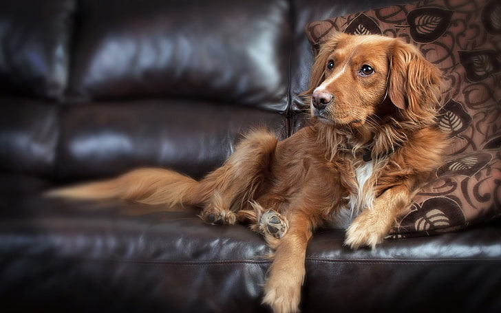 brown and black short-coated puppy, dog, couch, animals, canine, HD wallpaper