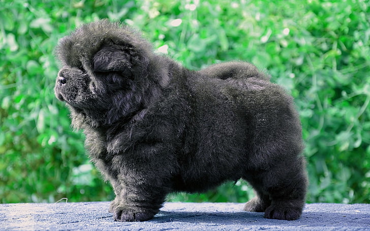 black puppy, dog, fluffy, animal, cute, mammal, pets, nature, HD wallpaper