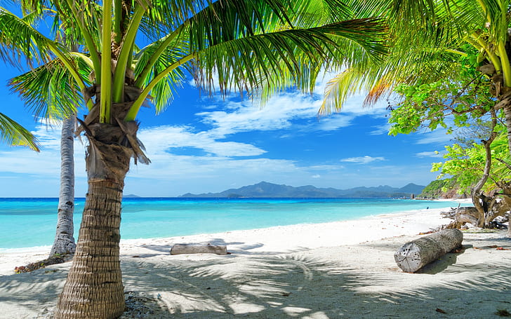 Summer beach, sand, palm trees