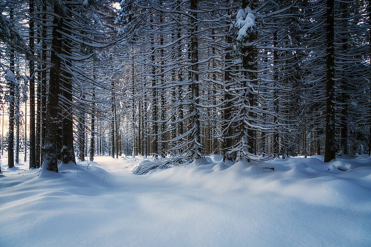 landscape photo of snowy forest, 6D, Canon, Harz, Winter, Wald, HD wallpaper