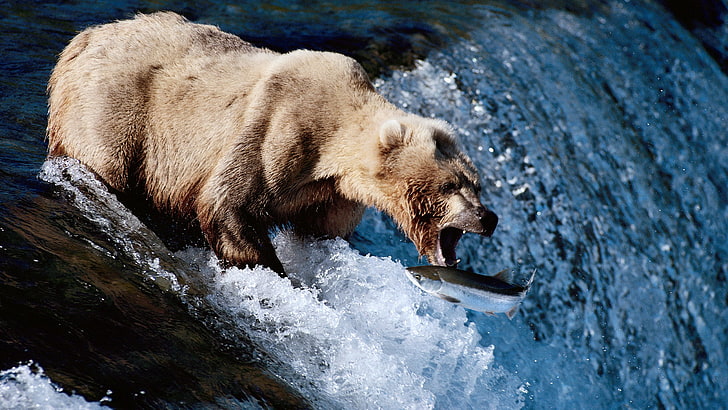 bear catching fish, animal, animal themes, mammal, animal wildlife, HD wallpaper