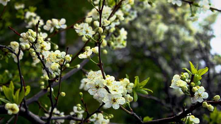 leaves, flowers, white flowers, twigs, nature, plants, branch