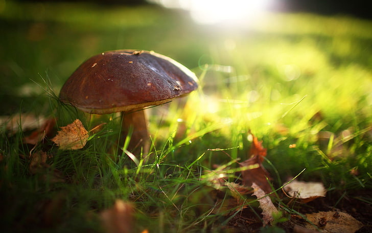 brown mushroom, macro, nature, grass, autumn, fungus, forest, HD wallpaper