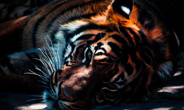 animal, zoo, tiger, predator, lion, carnivore, big cat, wild animal, HD wallpaper