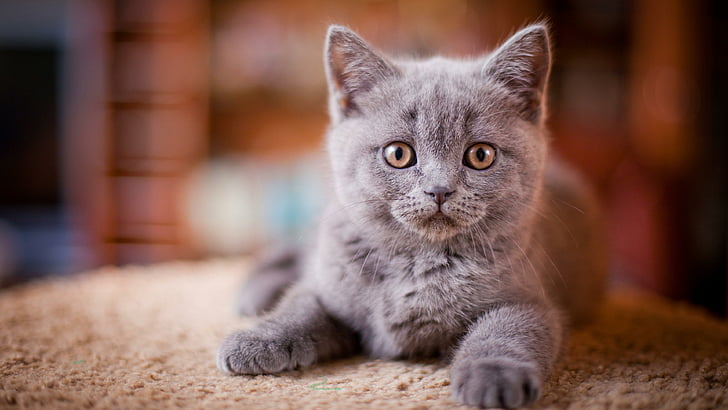 cat, mammal, domestic cat, whiskers, grey cat, british shorthair, HD wallpaper