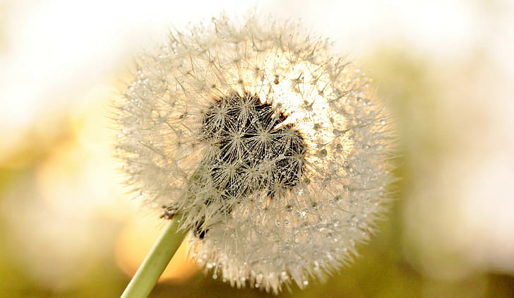 Dandelion Flower, Macro, s