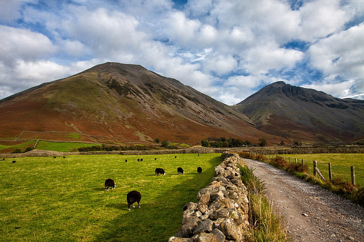 Cumbria, England, 4k, meadows, National Park, goats, Lake District, HD wallpaper
