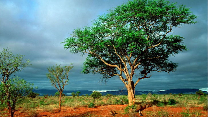 nature, 2560x1440, africa, Landscape, high, resolution, ultar 4k, HD wallpaper