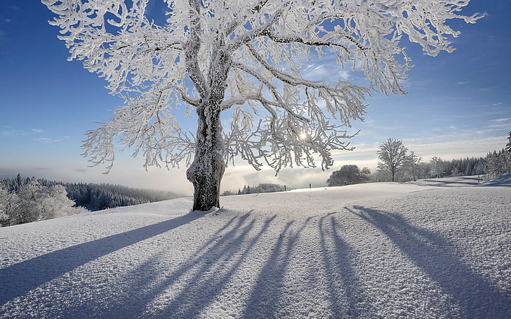 Tree Winter Snow Frozen Frost Sunlight HD, nature, HD wallpaper