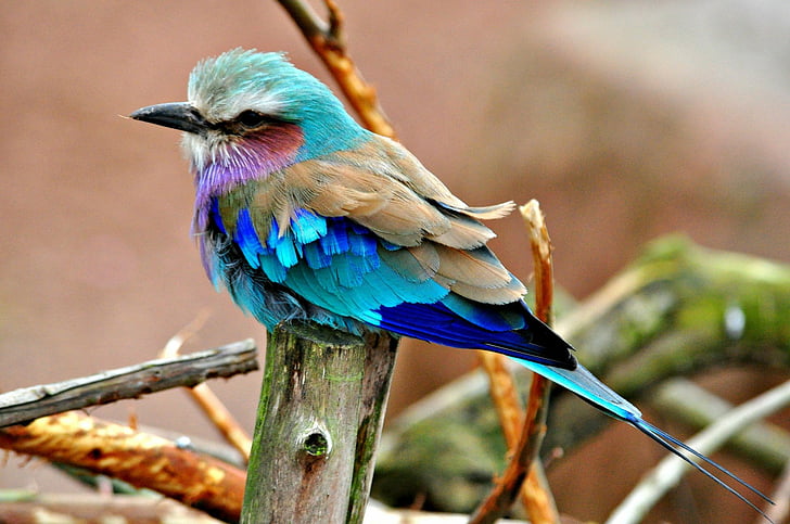 Birds, Animal, Branch, Lilac Breasted Roller