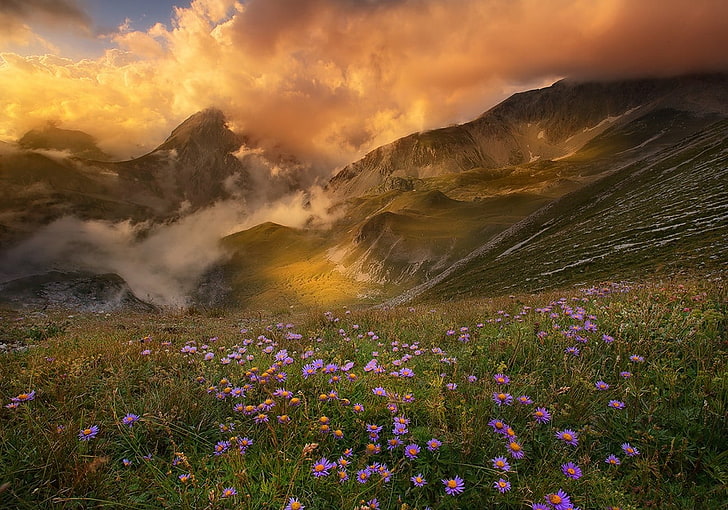 bed of purple petaled flowers, mountains, sunset, clouds, valley, HD wallpaper