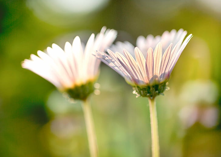 depth of field photography of two white petaled flowers, Daisies, HD wallpaper