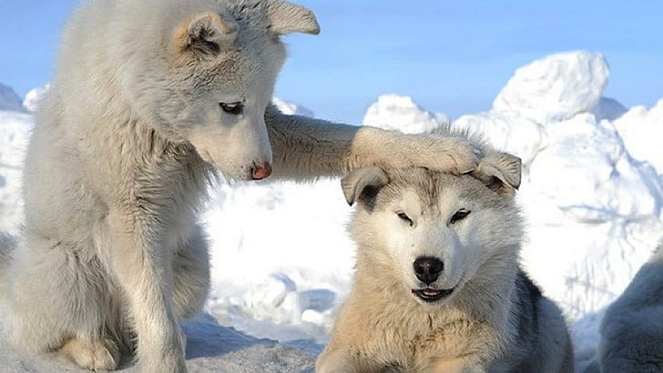 2 White Husky Puppies, huskies, pets, animals, dogs, white dogs