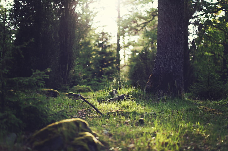 brown tree trunk, forest, sunlight, nature, photography, trees, HD wallpaper