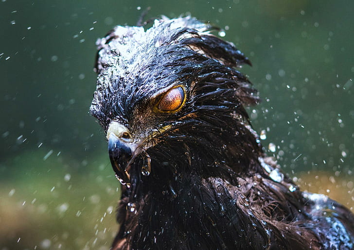HD wallpaper: eagle, black hawk, birds, rain | Wallpaper Flare
