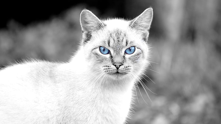 white and black cat print crew-neck shirt, animals, blue eyes, HD wallpaper