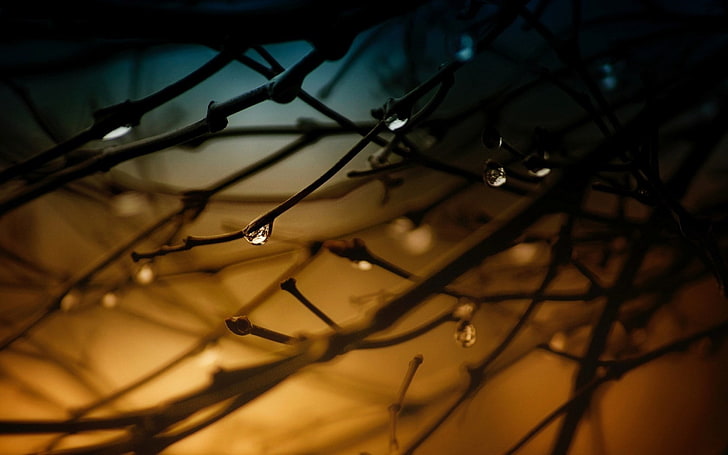 tree branches, raindrops in tree branches, nature, trees, water drops, HD wallpaper