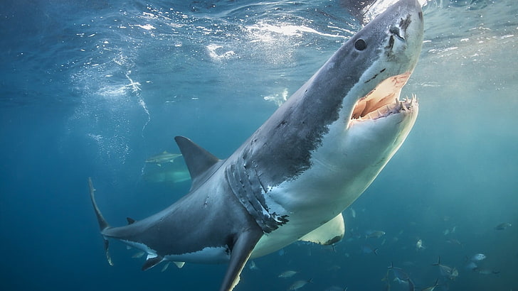 great white shark, sea, animal wildlife, underwater, animals in the wild, HD wallpaper