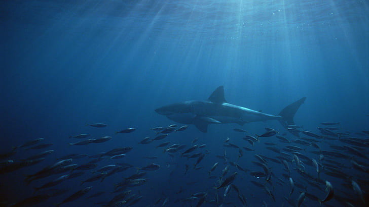 HD wallpaper: Islands South Australia Neptune Great White Shark Iphone,  great white shark | Wallpaper Flare