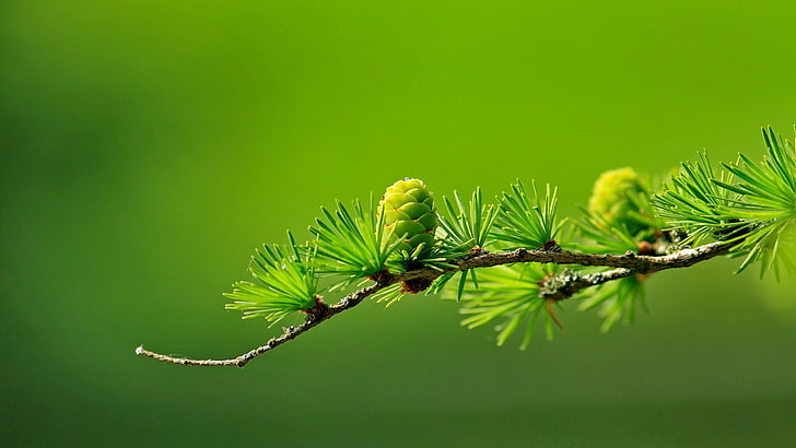 green leafed plant, conifer, cones, macro, blurred, photography