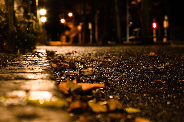 macro shot of brown dried leaves during nighttime, autumn street, HD wallpaper