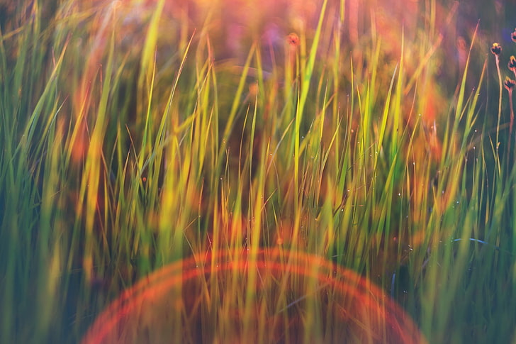 nature, grass, lens flare, field, green, bokeh, rain, growth, HD wallpaper