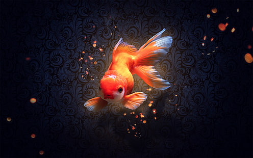 Premium Photo  Fish wallpapers that are for iphone