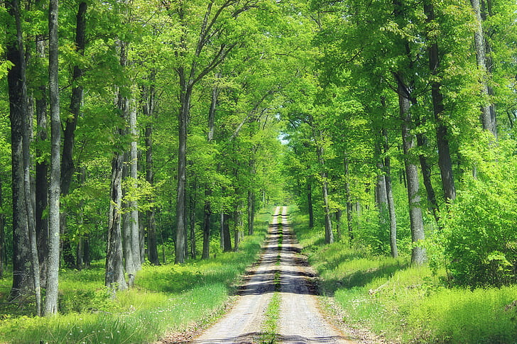 landscape photo of road in green forest, Ridge Road, Pennsylvania, HD wallpaper
