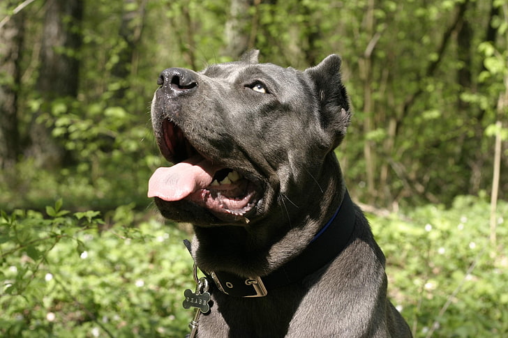 adult black American pit bull terrier, cane corso, dog, muzzle