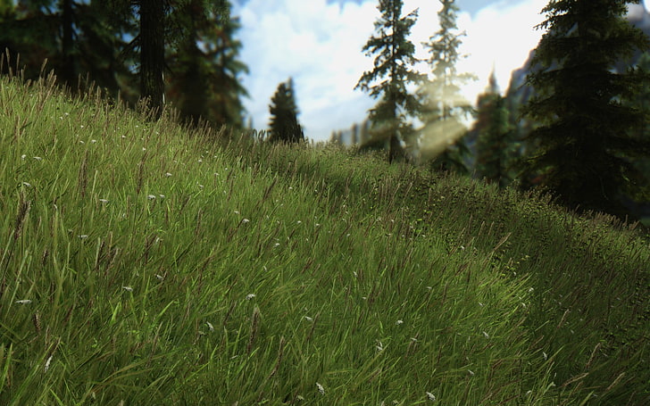 green grassfield, The Elder Scrolls V: Skyrim, forest, nature