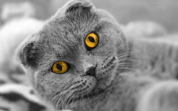 Scottish fold cat, yellow eyes, HD wallpaper