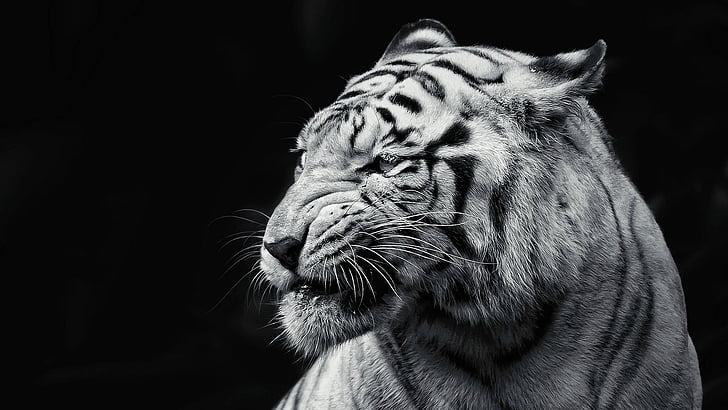 feline, tiger, cat, big cat, animal, fur, domestic cat, mammal, HD wallpaper