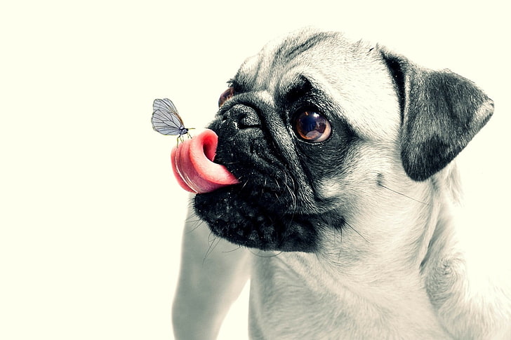 adult fawn pug, animal, butterfly, dog, puppy, pets, cute, humor, HD wallpaper