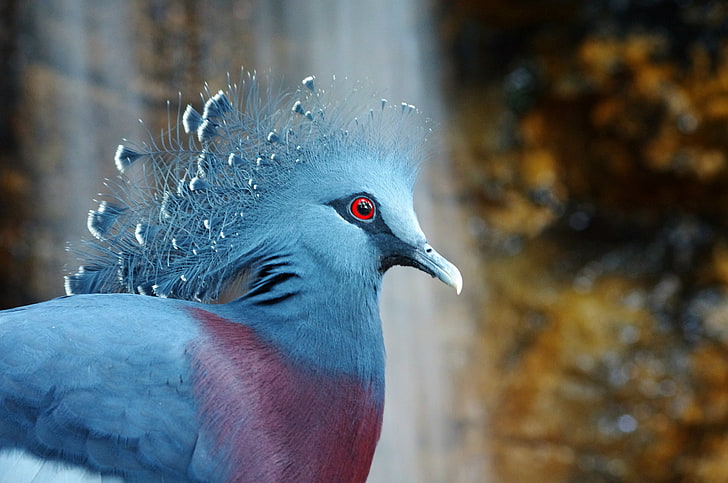bird, crowned pigeon, Victoria Crowned Pigeon, HD wallpaper