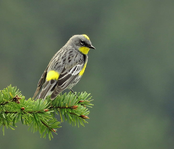 gray and yellow throated bird, yellow-rumped warbler, yellow-rumped warbler, HD wallpaper